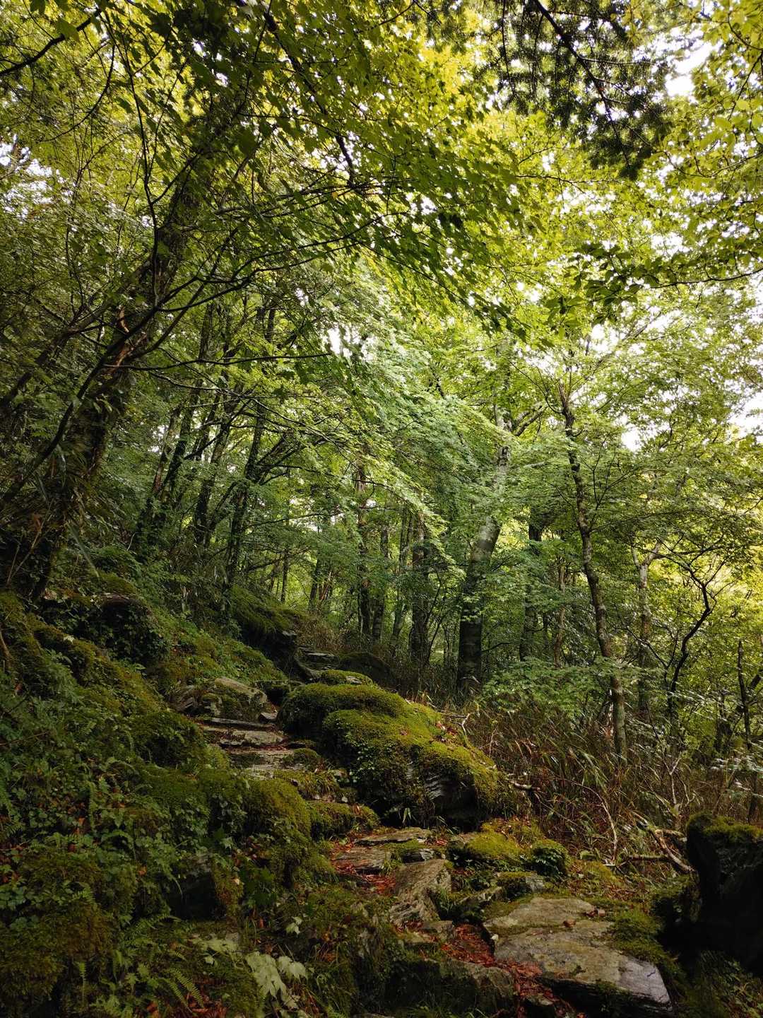 西門山 往復コースの写真