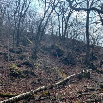 先ずは、ＧＰの孫岳へ。
直登している軌跡も多いですが、こちらの尾根に取り付きます。