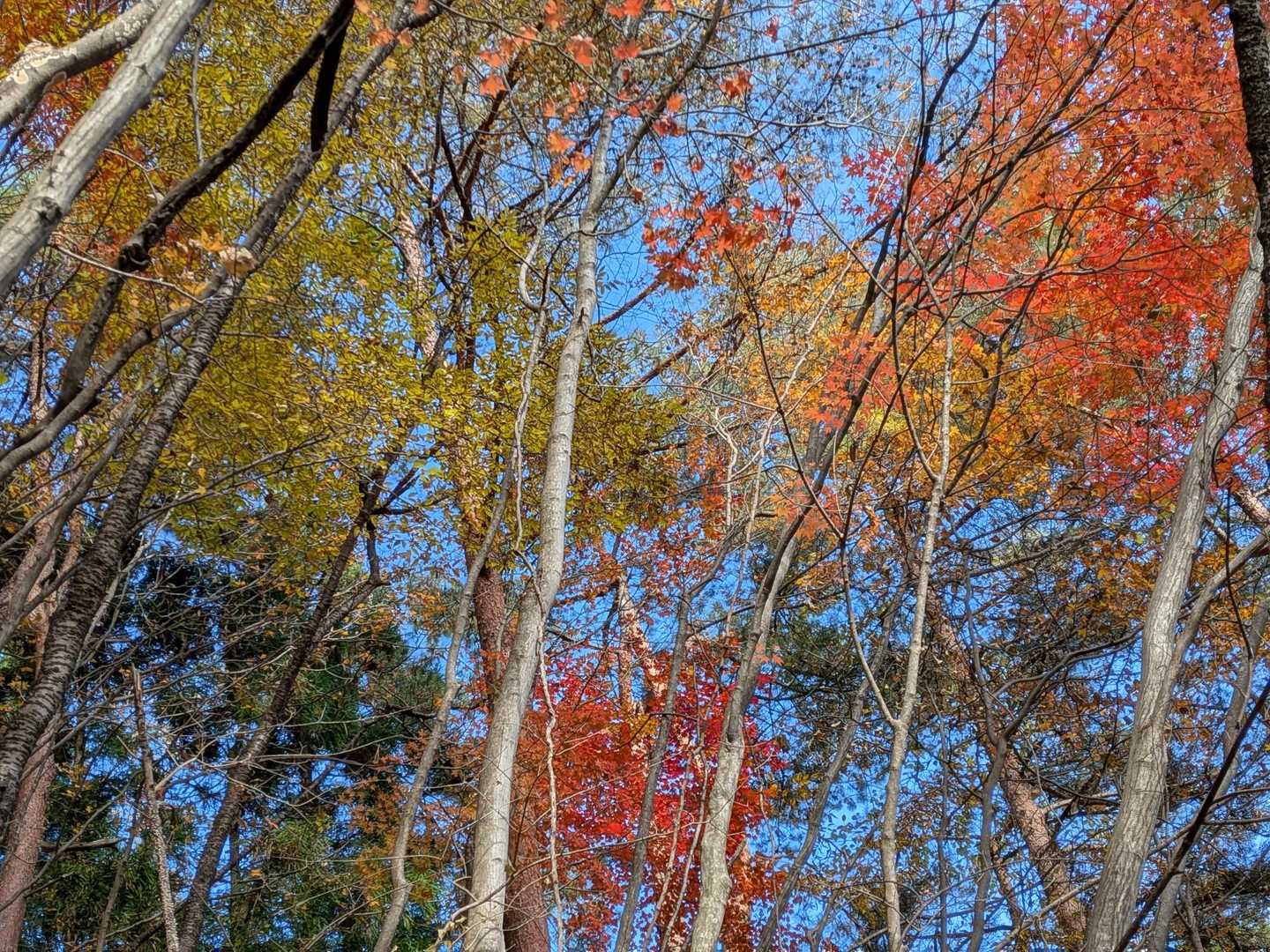 🍁