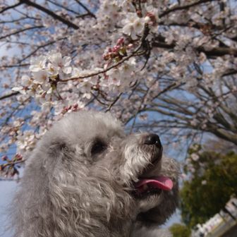 いっちぃー