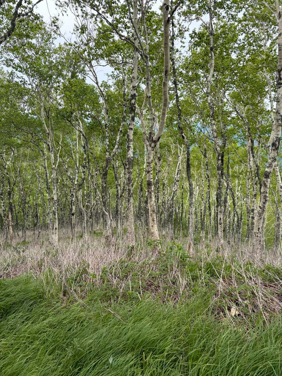 西尾根コースはダケカンバが綺麗