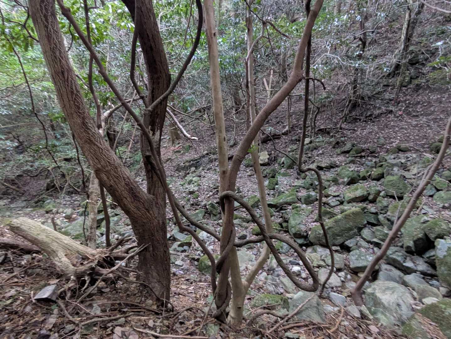 わけわからん木🌳