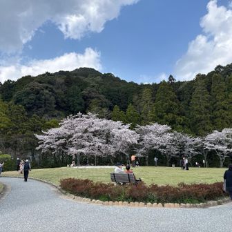 平日だけど観光客と地元の方々の花見🌸で割と人が多いと感じる。
