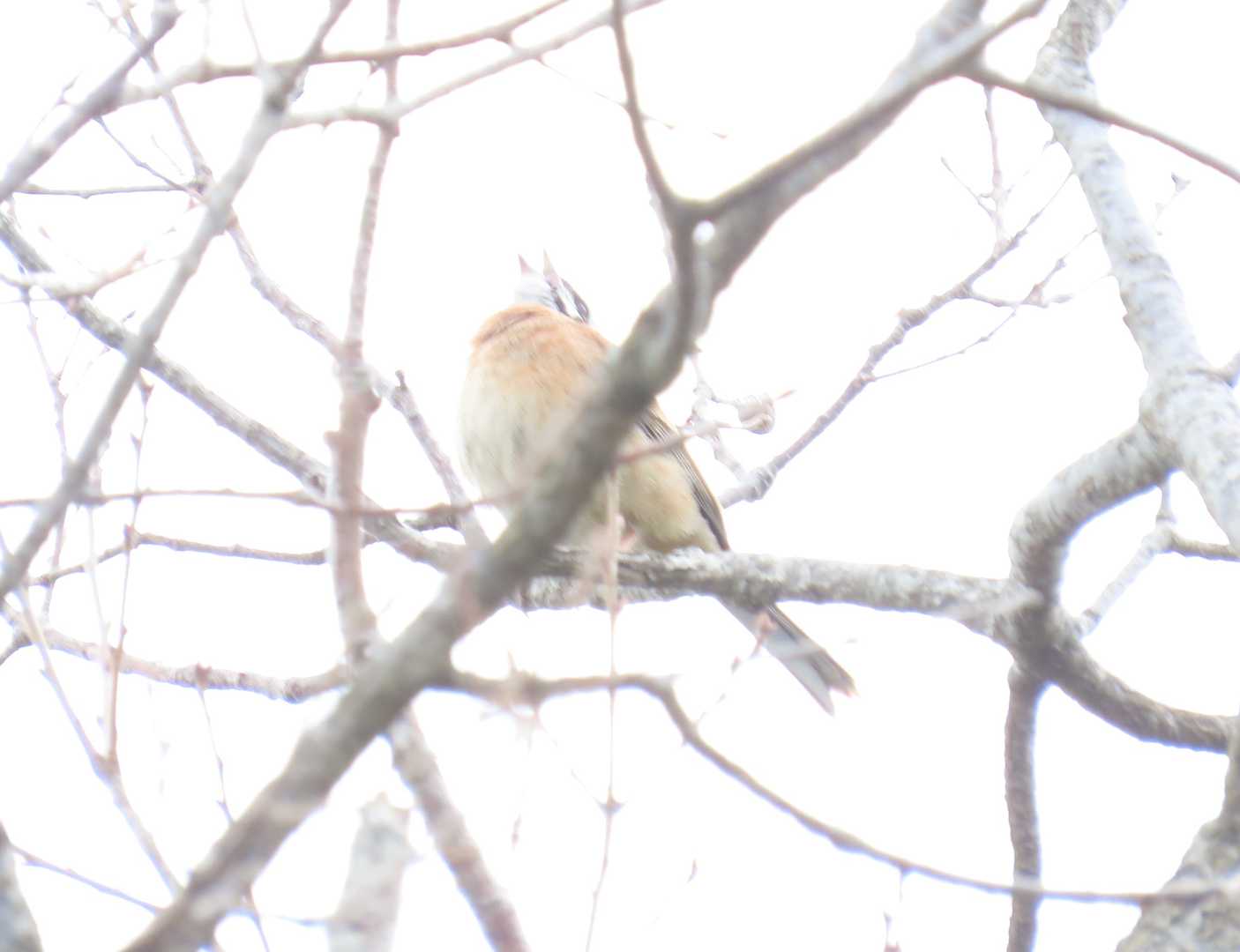 一生懸命さえずっています。
https://www.suntory.co.jp/eco/birds/encyclopedia/detail/1487.html
