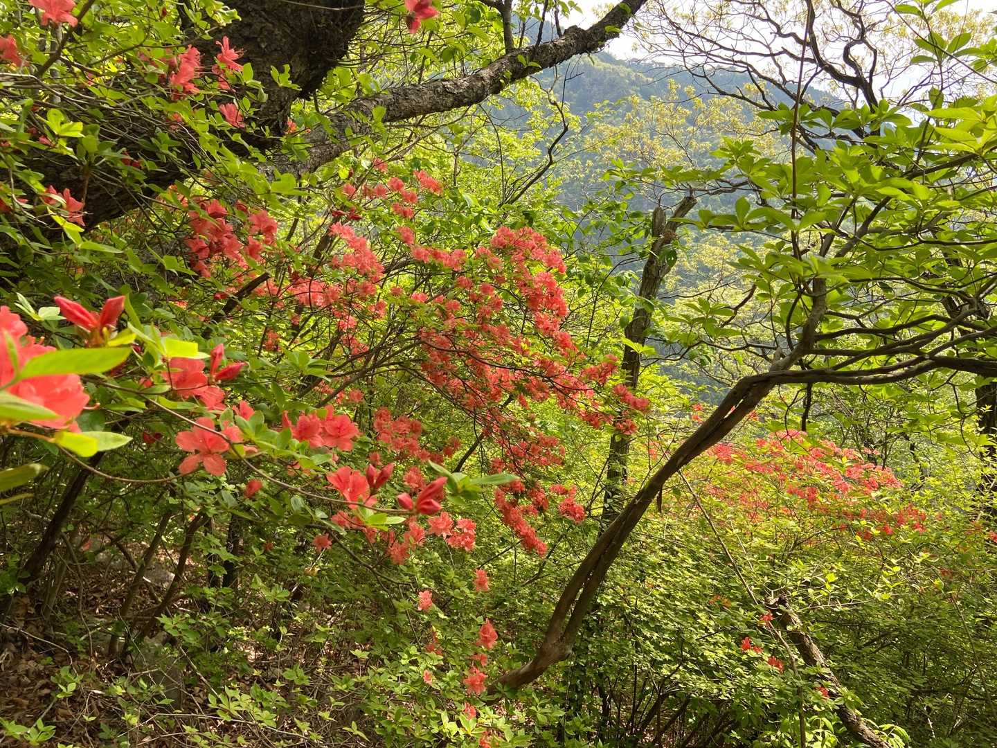 雨乞山-小野子山-中ノ岳-十二ヶ岳 往復コースの写真