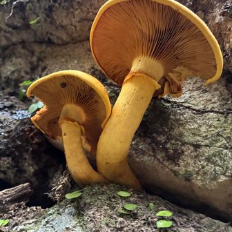 🍄裏

そろそろ下山、岩屋山山頂の写真、二度とも撮ったのに無い、祟りじゃぁ～～～😱雨降りだす前にか～えろ！
