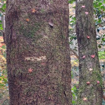 木に付いた紅葉の葉っぱが可愛い☺️🍁