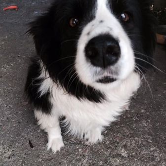 おもしろきこと