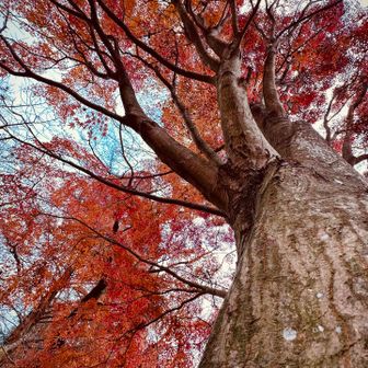 枯れ始めてます。