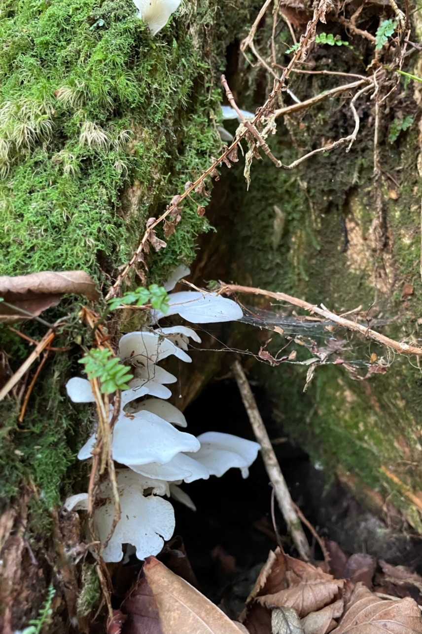 🍄
