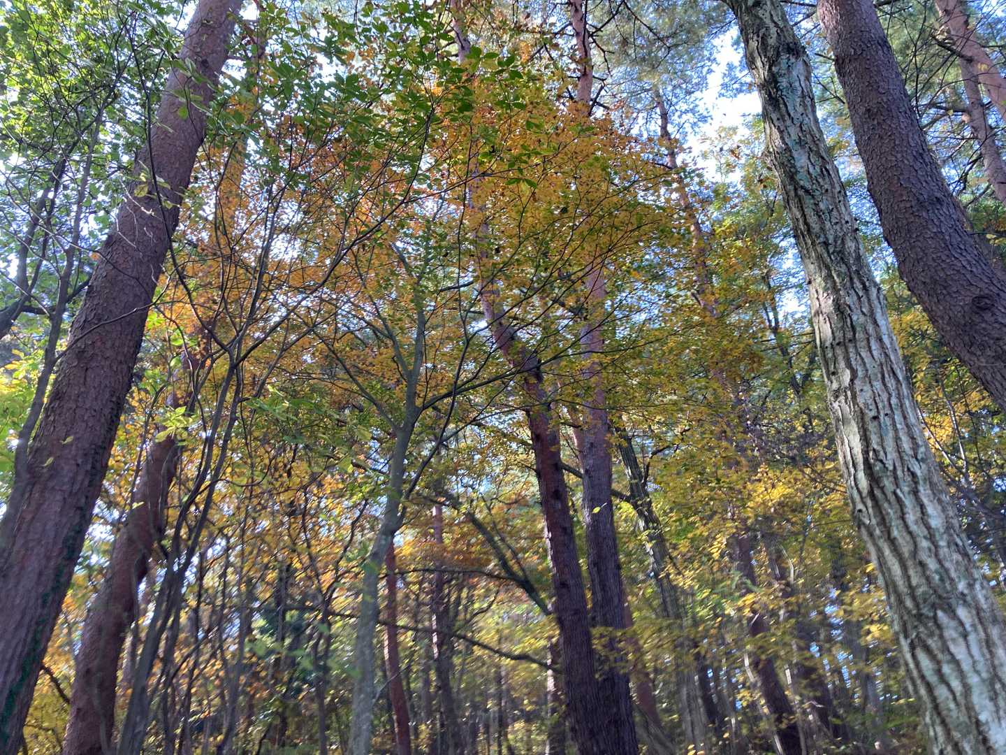 すっかり紅葉してます
