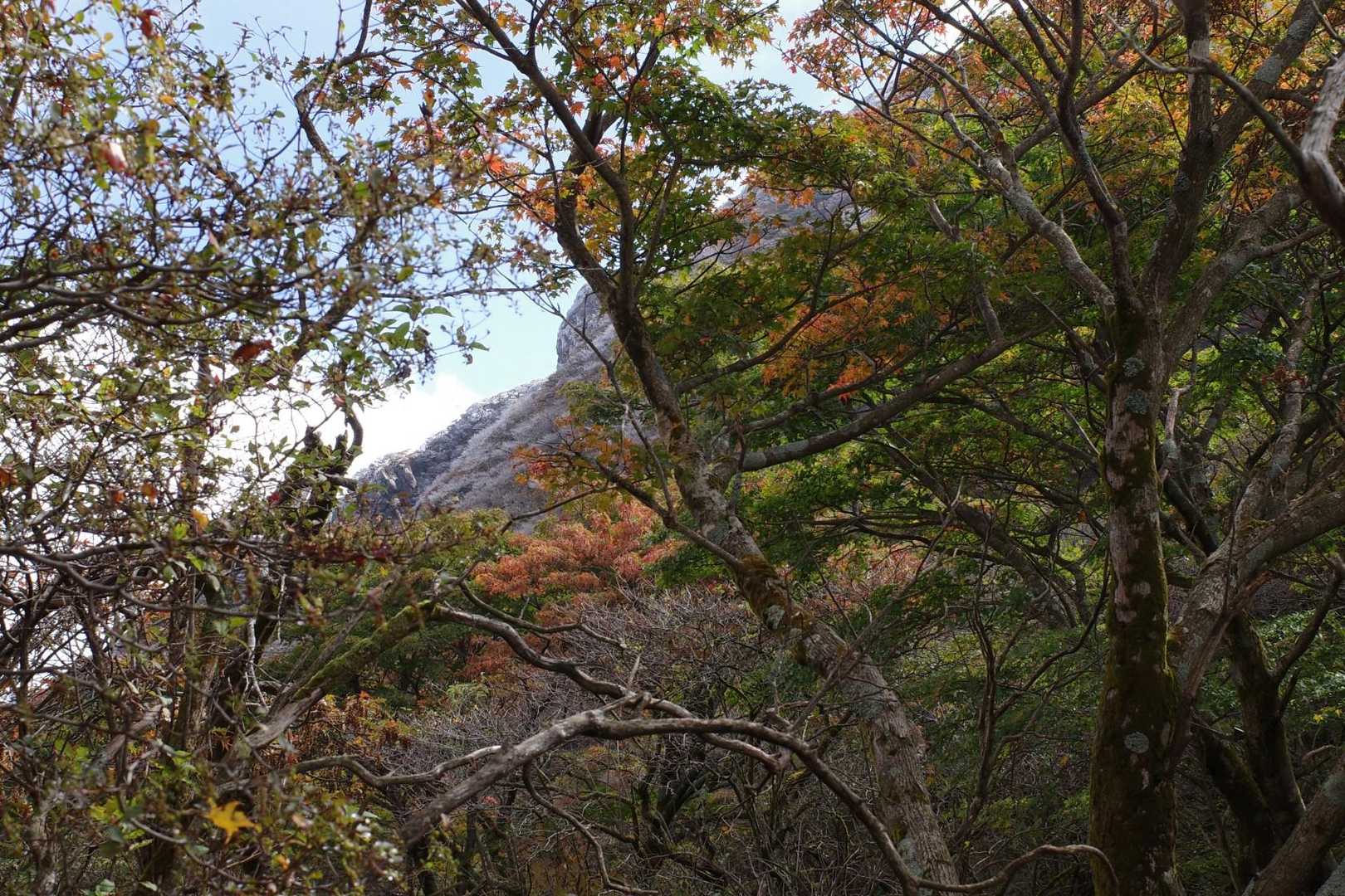 山頂辺りは、気温も低くずっとガスってたので