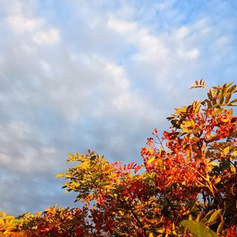 ナナカマドの実と空