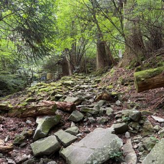 この湿っぽいのが北岳らしい