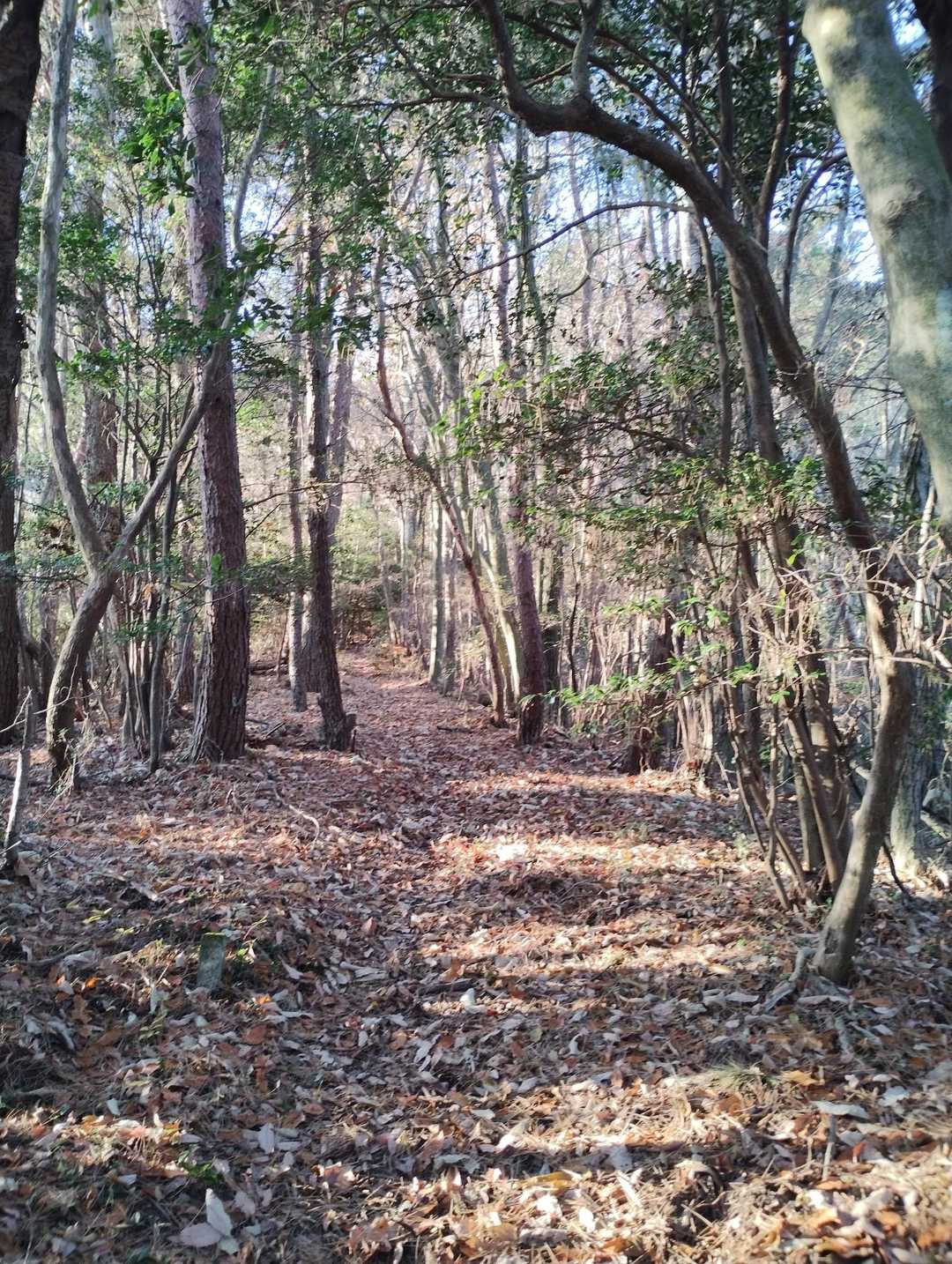 鉾取山までぐいぐい登る🚶
本当にぐいぐいという表現がぴったりの登りが続く
お尻が鍛えられます