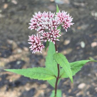 癒されました　残り花
