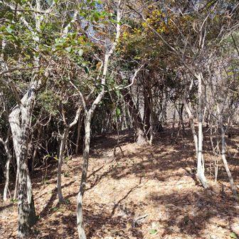 今日は暖かかくフリースが暑苦しかった。