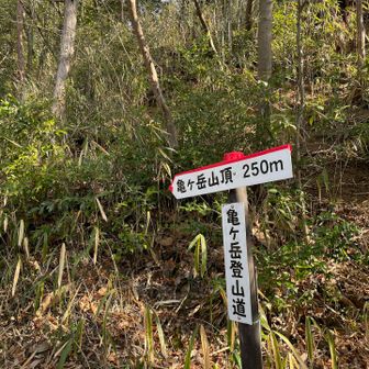 どれもこれも頂上までの道、短いけどめっちゃ急登〜🤣