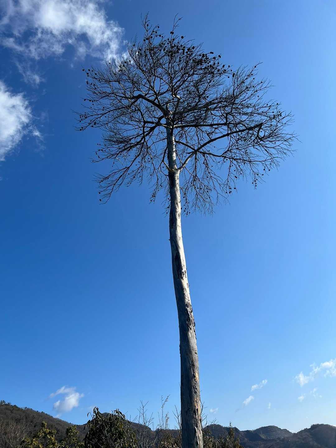 下から見えた木って、これだな👍