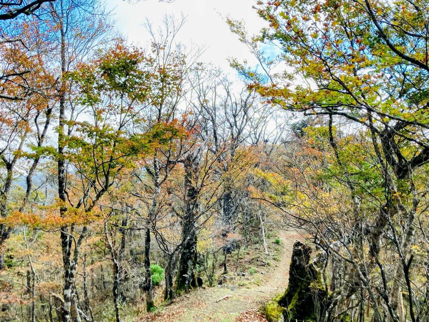 口千丈岳登山口-口千丈山-焼山ノ太尾ノ頭 往復コースの写真
