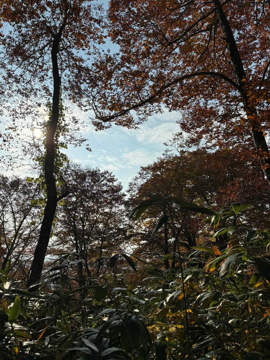 赤倉岳登山口-大倉岳登山口-大倉岳-赤倉岳 周回コースの写真