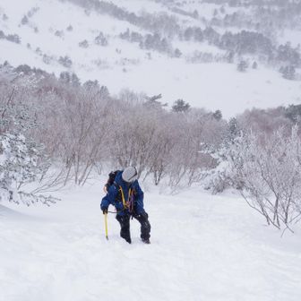 独当一面的岩豚