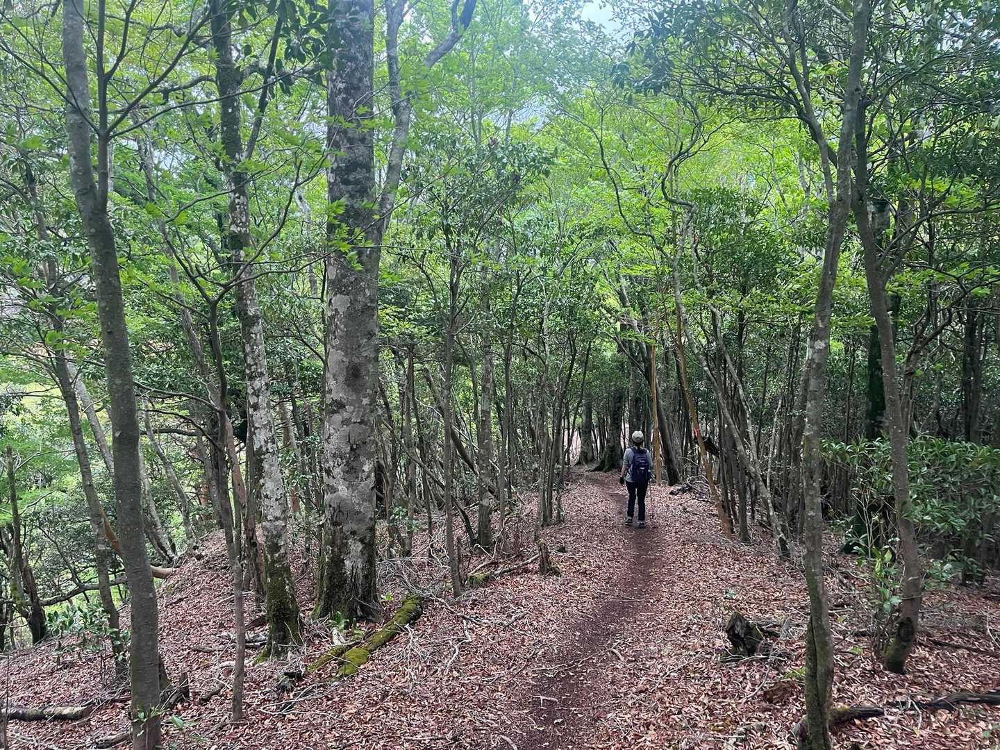 新緑がキレイな癒しロード🌿
