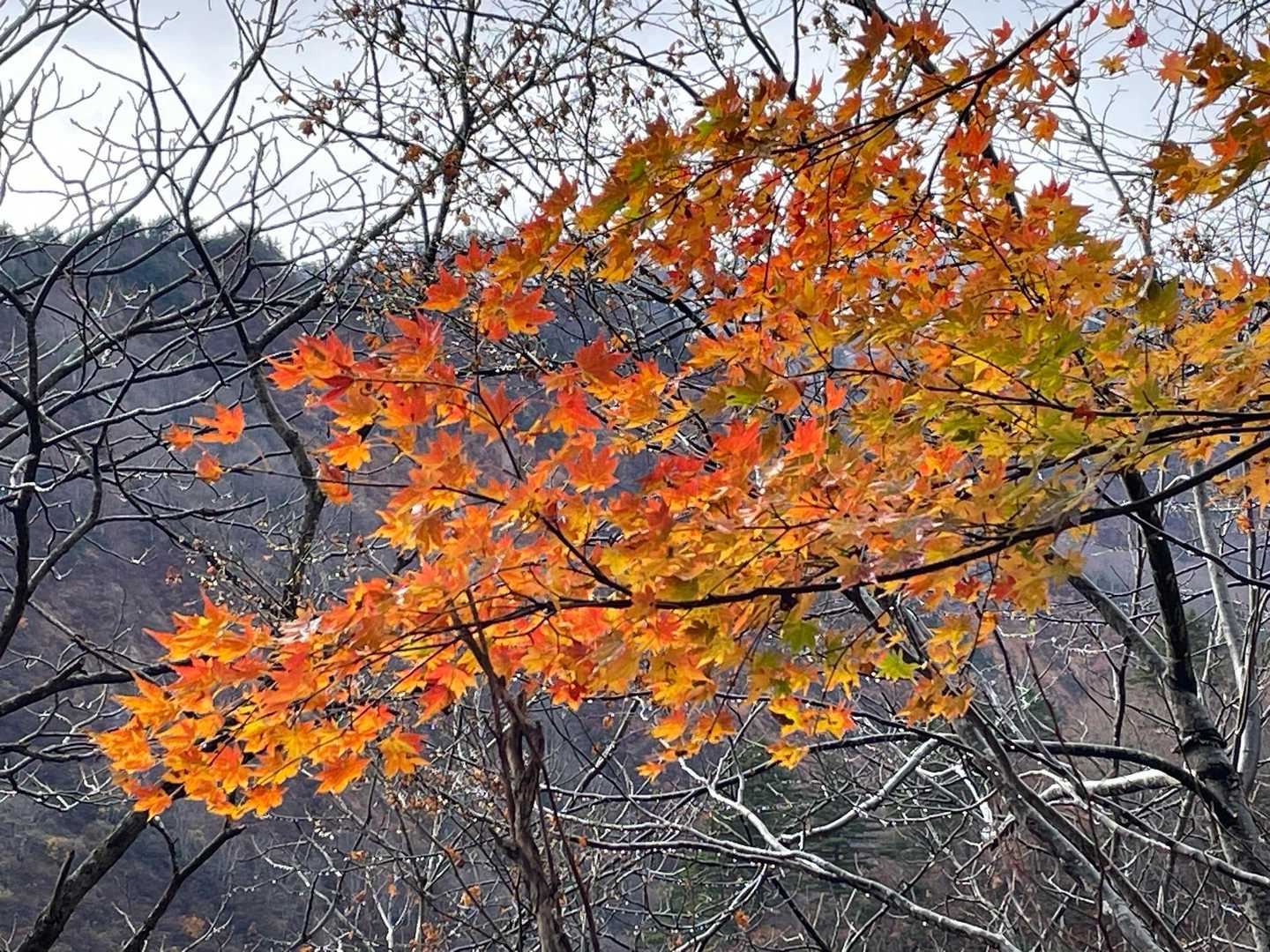 蒲生岳 周回コースの写真