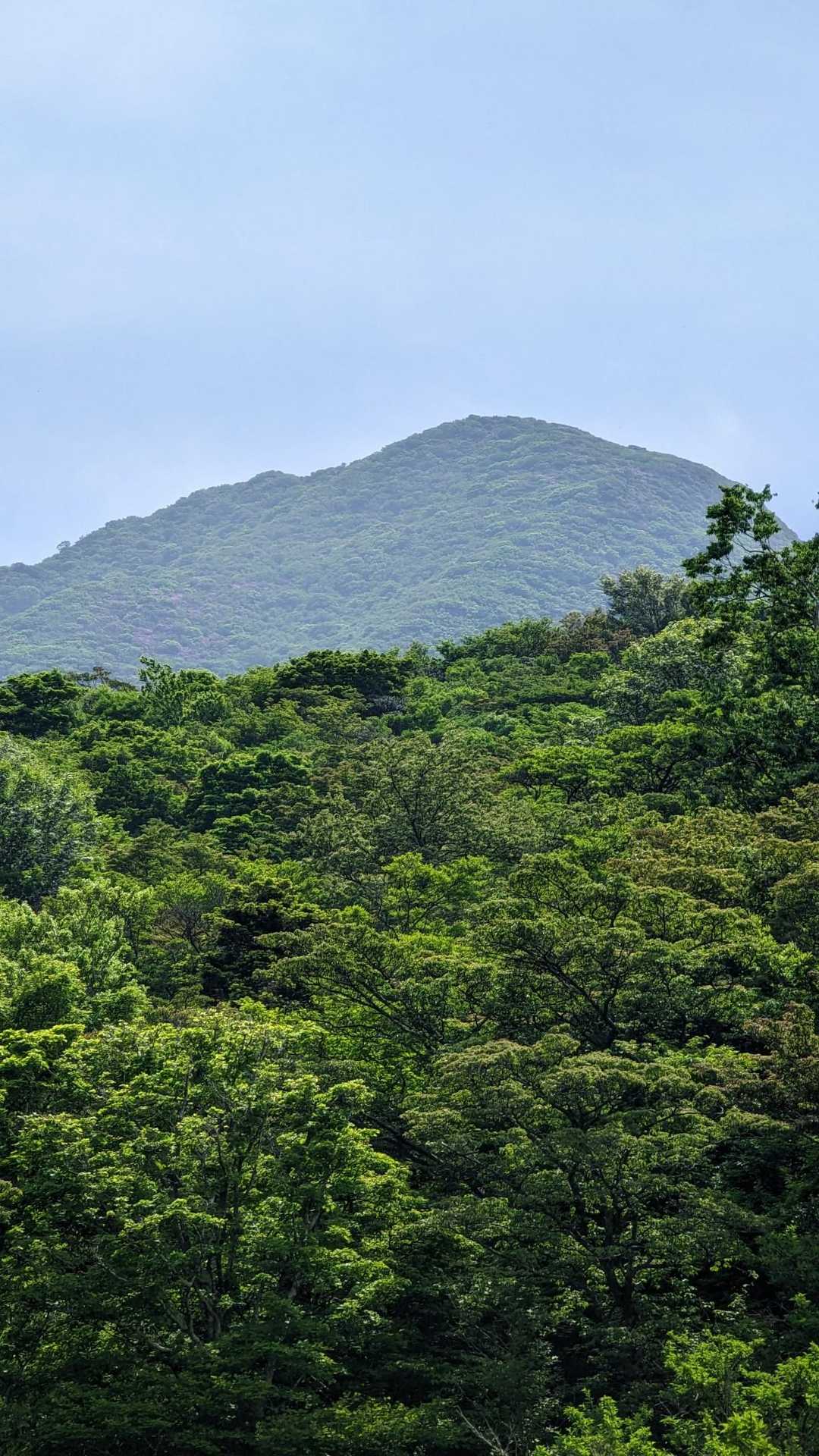 登山口の吹越トンネルより👀見る国見岳⛰ピンクのパッチワークが🌸🌸確認👁出来ます😎