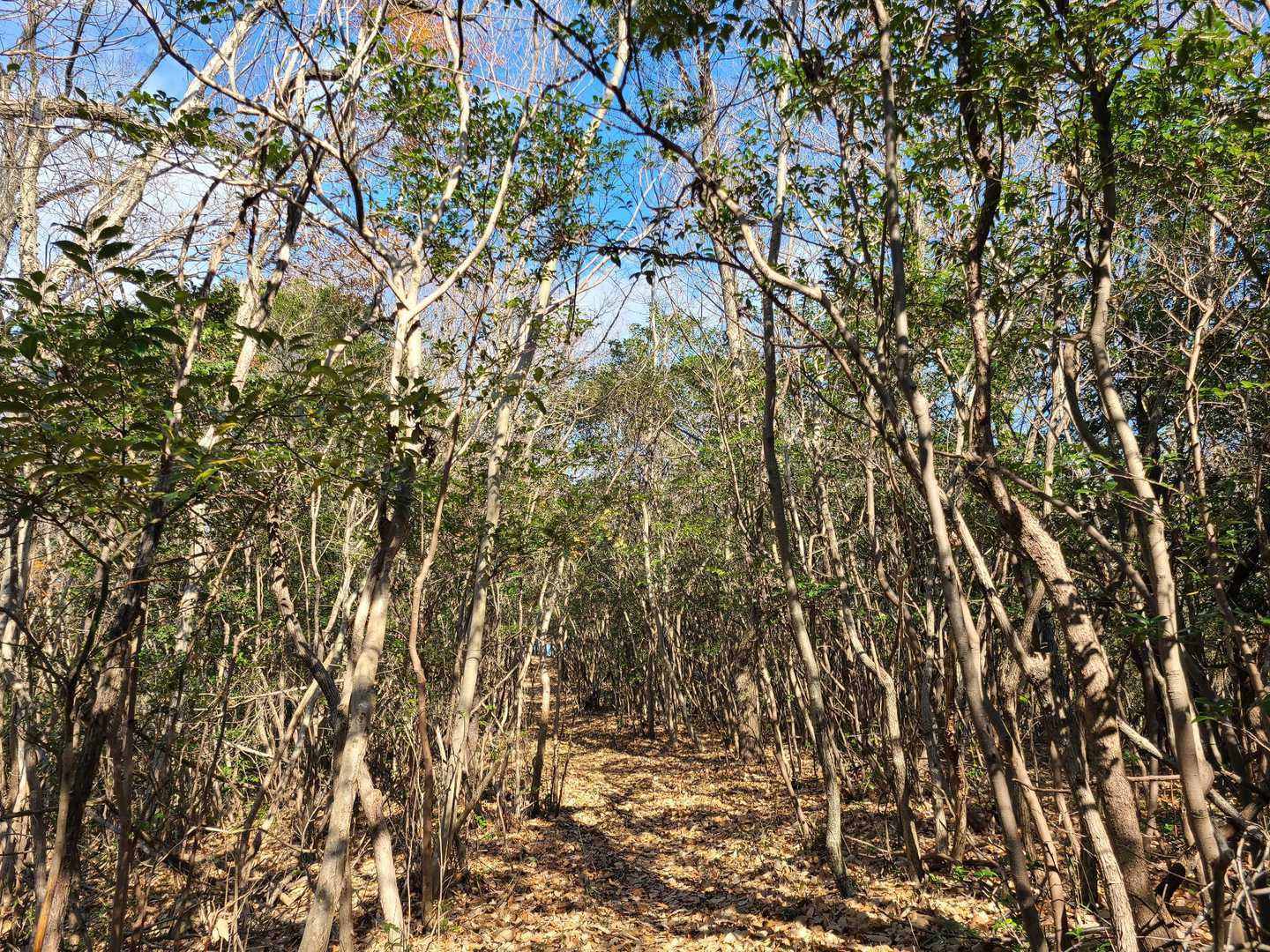 ここを歩くのは気持ちいいので、いつもここで写真撮ってる🌲😁