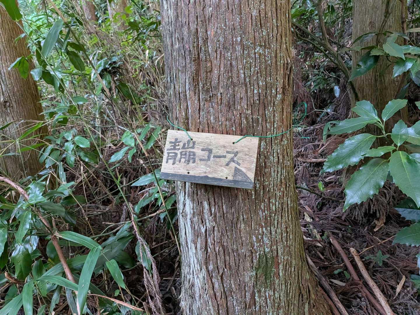 今日は山頂モーニングが目的！