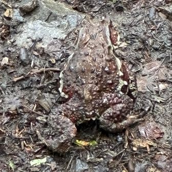 カエル🐸さん、後ろ姿