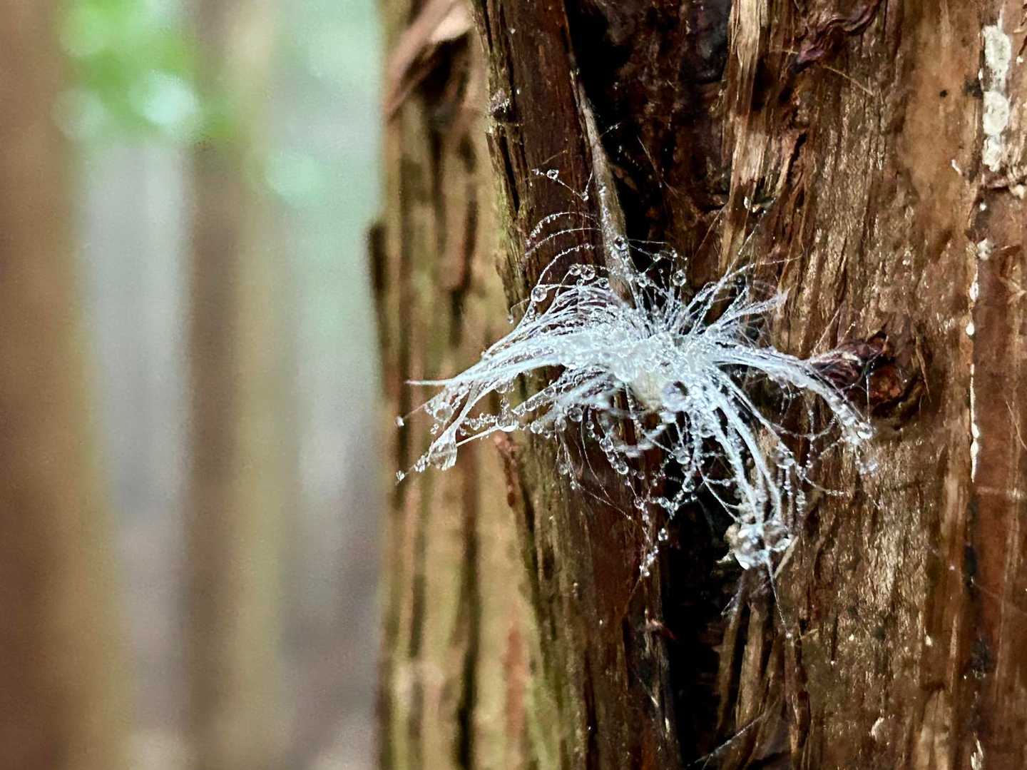 生えちょんのや
ないよな(｡･ω･｡)ﾀﾈ?
