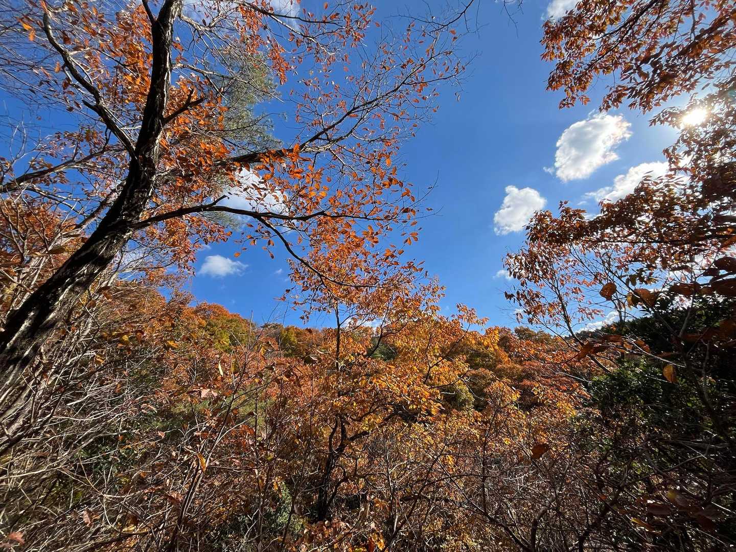 二上山登山口-二上山-祐泉寺-岩屋峠-岩屋 往復コースの写真