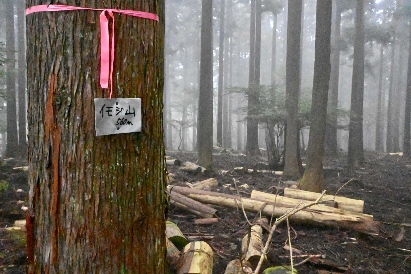 かなり遠回りをしたが、イモジ山（560m）に到着。
この小さい標識、前からあったかな？
YAMAPのピークの位置とは少しずれているかも。