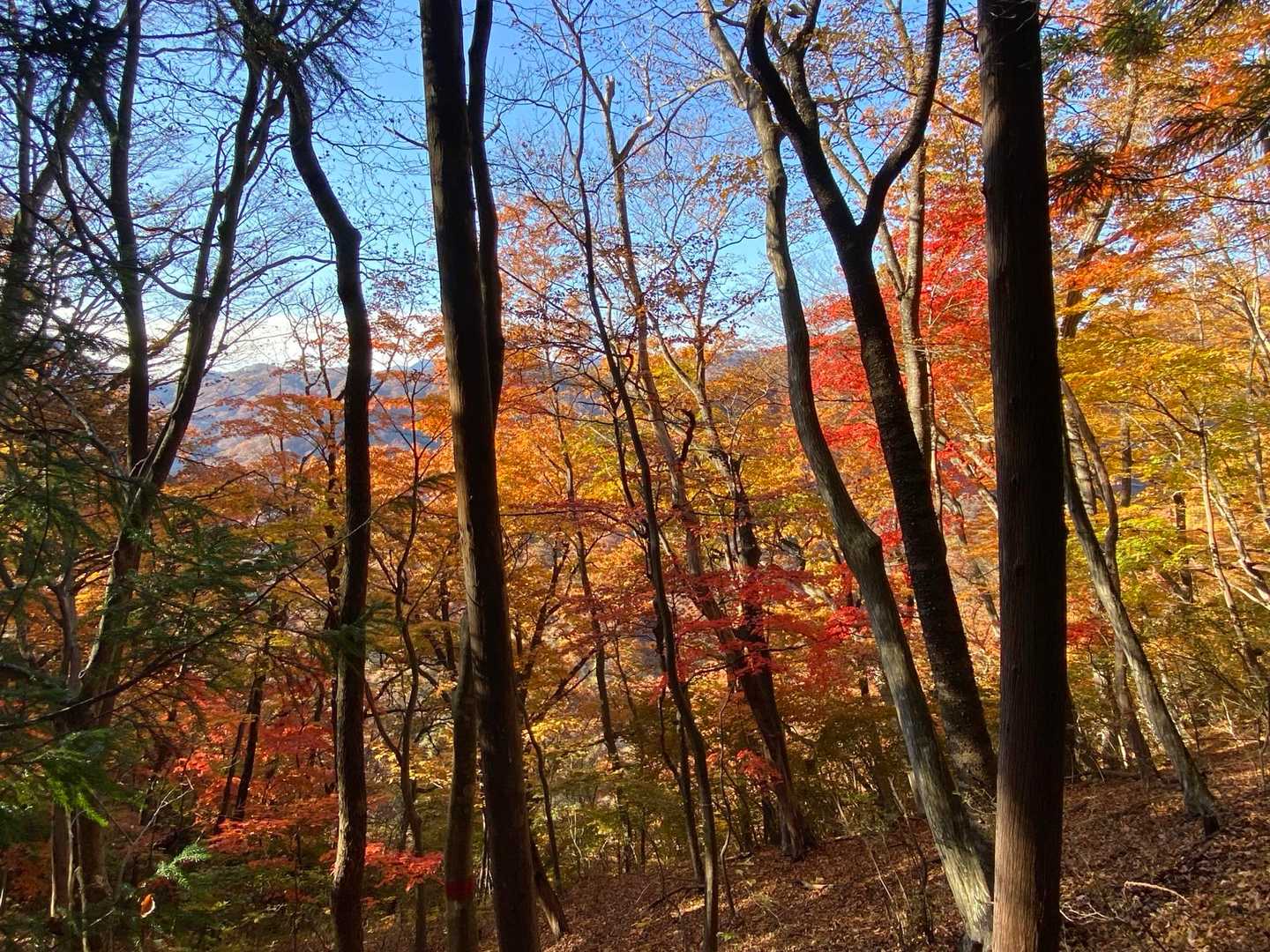 碓氷峠旧中山道入口-刎石山-粟が原-めがね橋 周回コースの写真