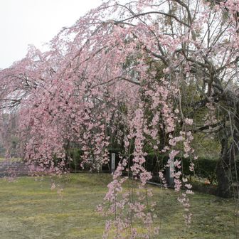 しだれ桜