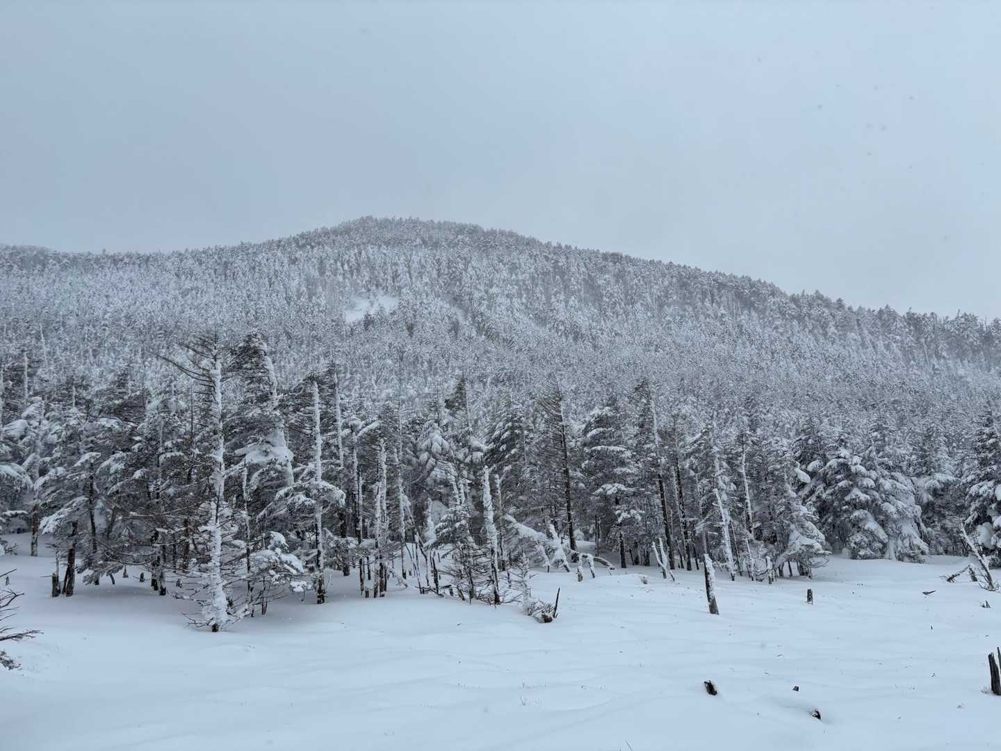 縞枯山のしましま模様は雪が降っていると分かりにくいようです
