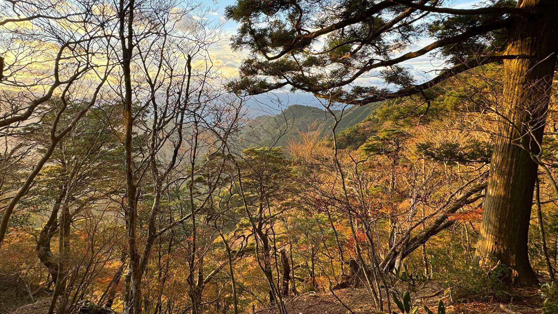 今年最高の紅葉🍁かな