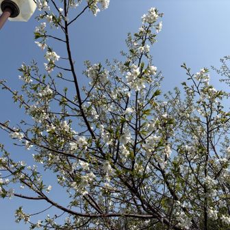 駐車場の脇の桜です。葉が同時に出ているのでソメイヨシノではないはずです。