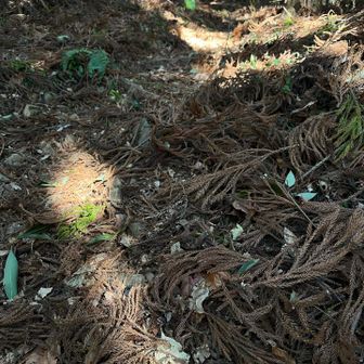 乾燥したスギの葉は凶器