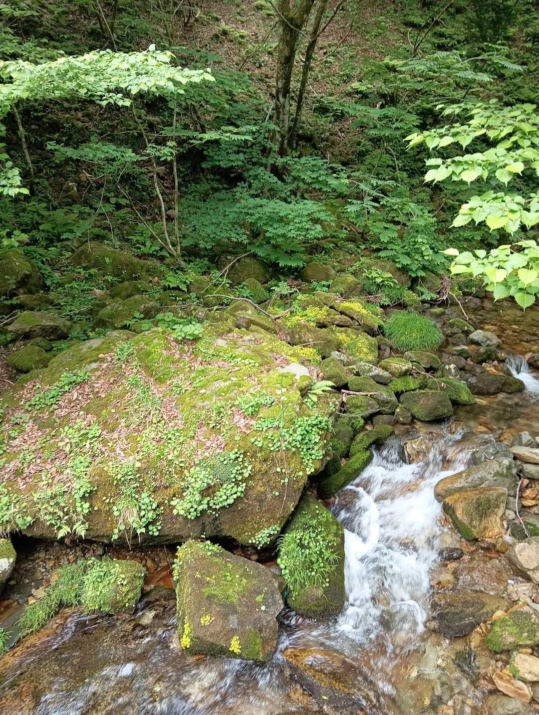 沢の岩にヒメレンゲがびっしり咲いてました。