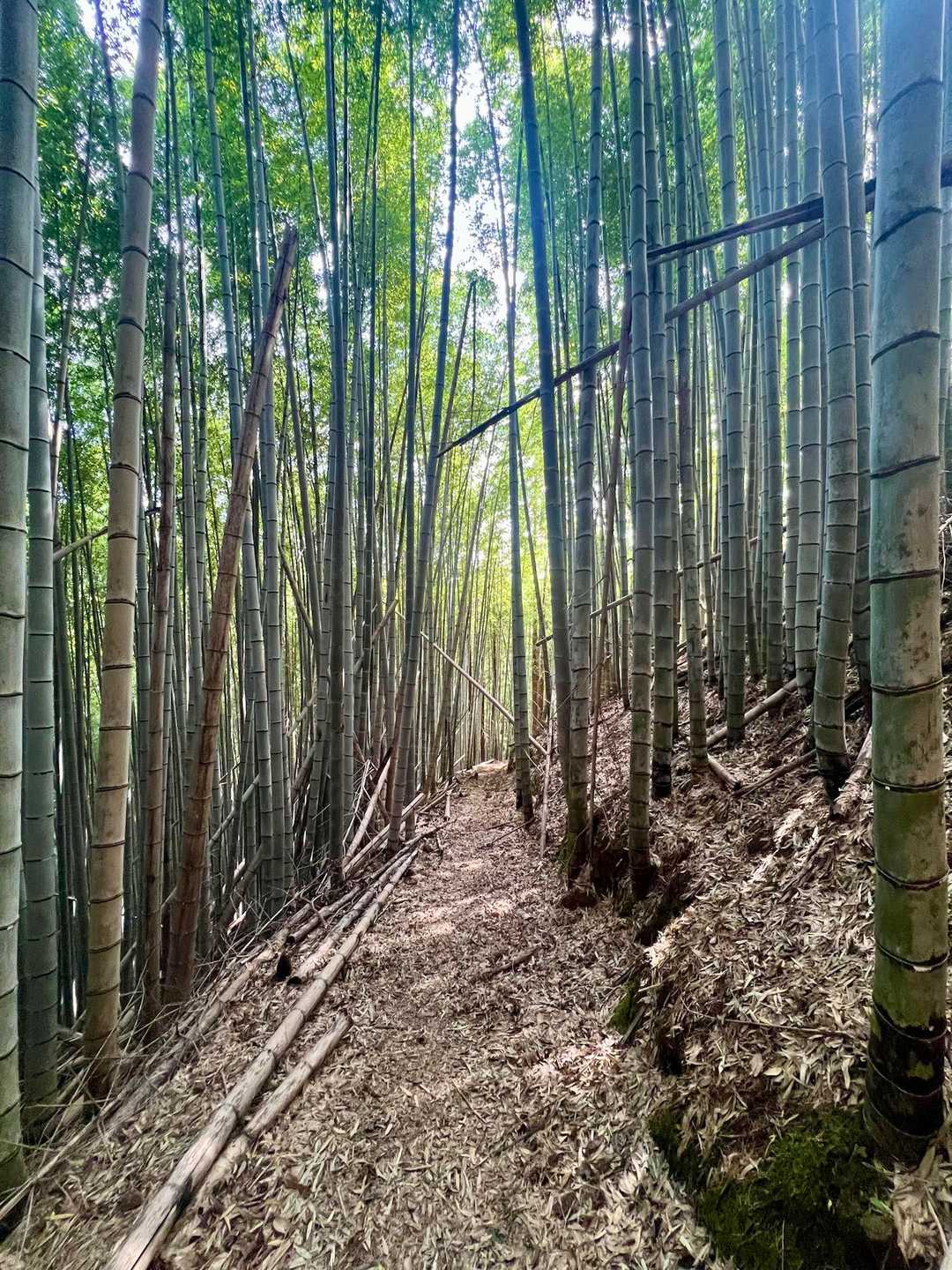 竹林の周回コースで帰ります🚶‍♀️