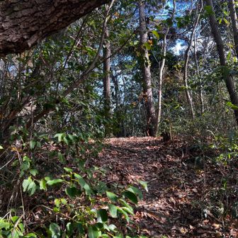 40　小判嶺
No.10（小判の嶺）