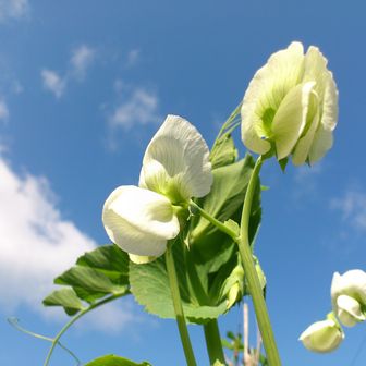 ぽぽちゃん大好き