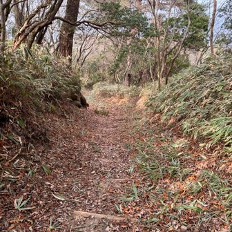 笹が刈られてます