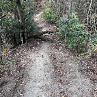 倒木があり。帰りにちょっと潰して行く