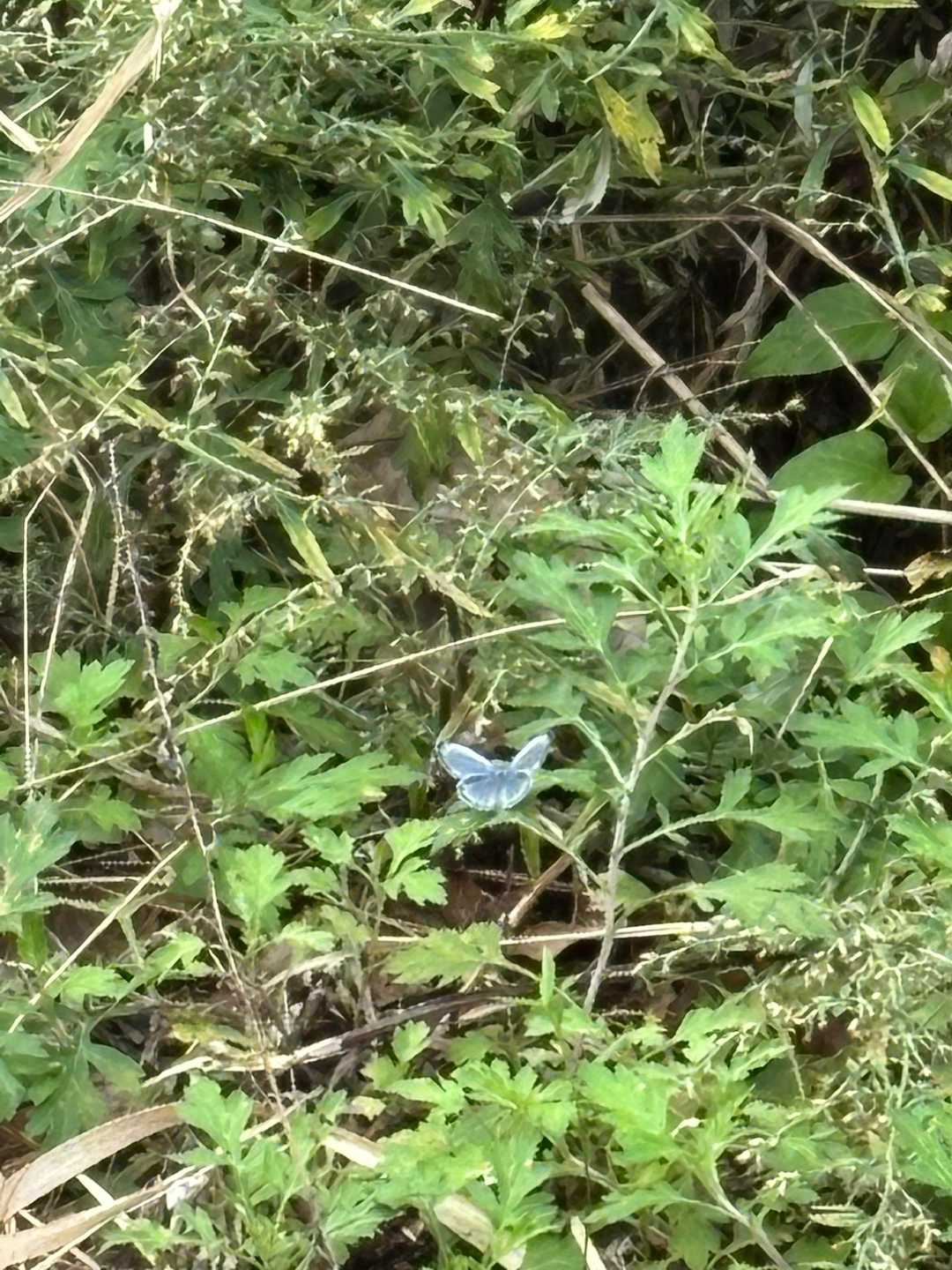 小さい、🦋。
