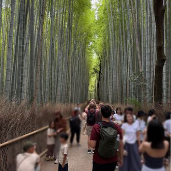 日本語が聞こえてこない竹林の小径。