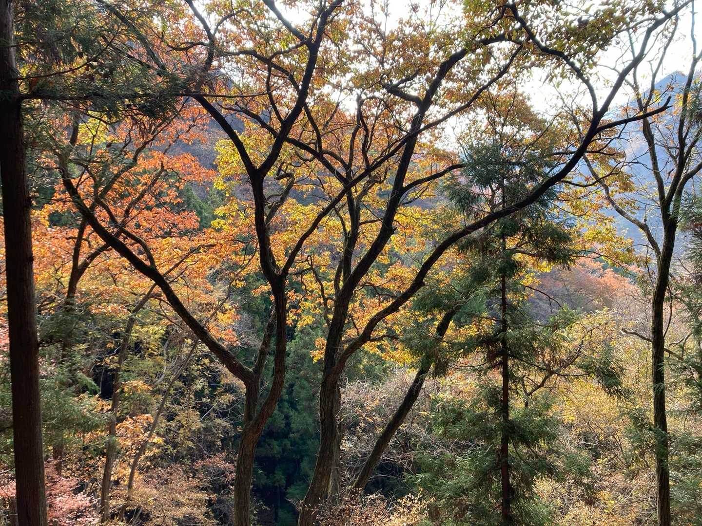 まだまだ紅葉みせてくれます♬